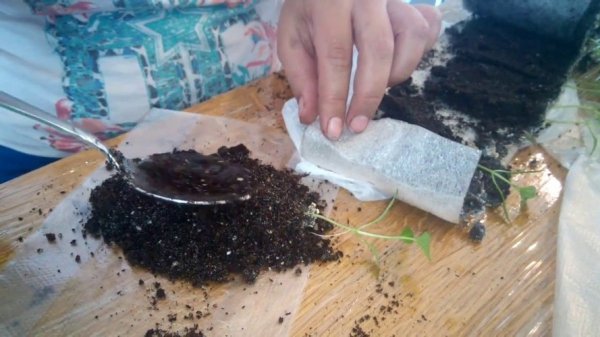 Powder root system