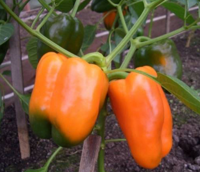 Orange miracle