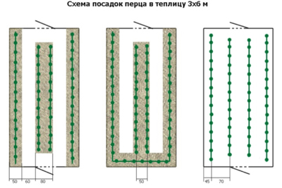 Scheme of planting pepper in a greenhouse