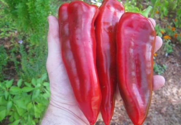 Marinkin tongue