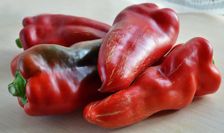 Cow ear