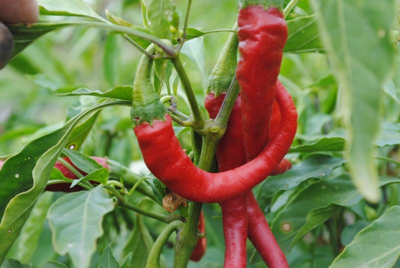Dragon tongue