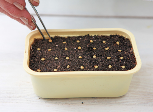 Seeds