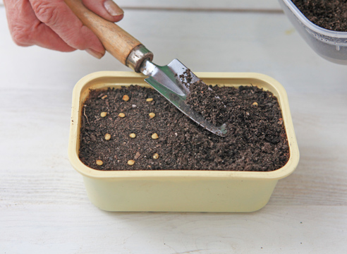Seeds