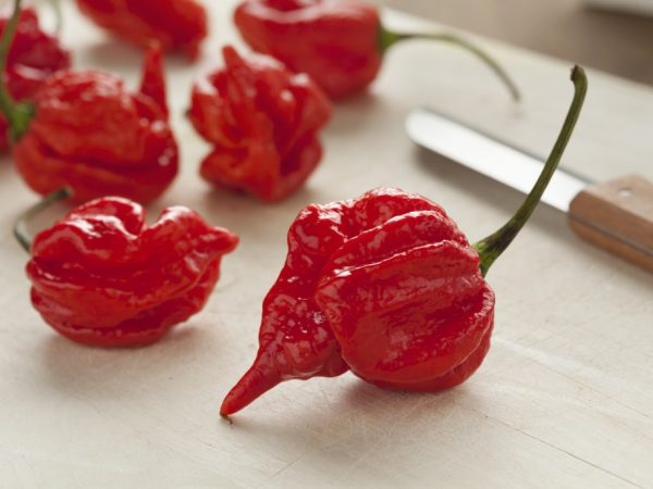 Trinidad scorpion