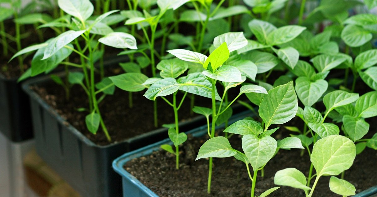 Seedlings