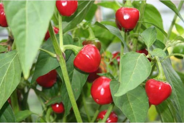 Trinidad small cherry