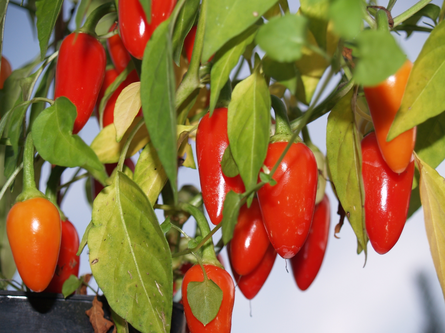 Cascabel pepper