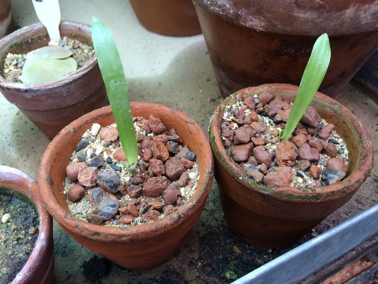 Propagation of Bromeliad