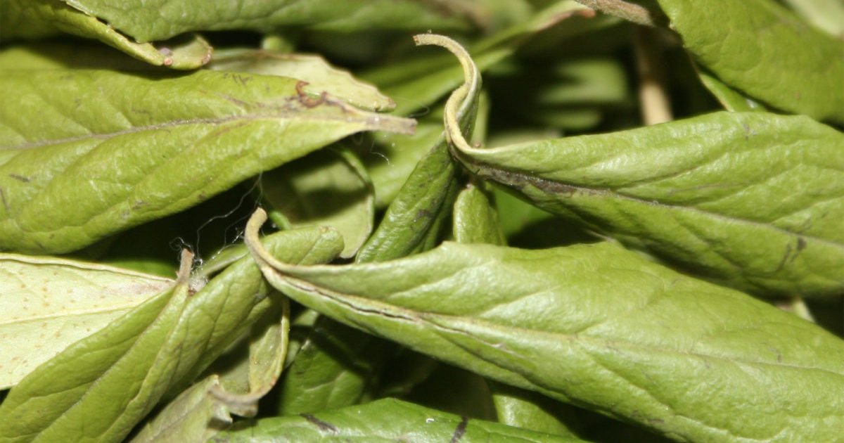 Leaves