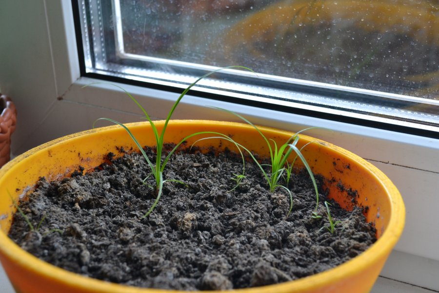 Sjeme cyperus