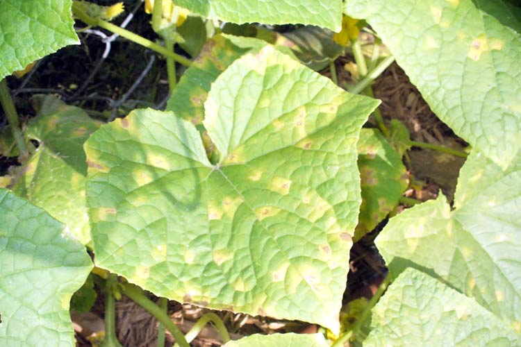 Yellowing leaves