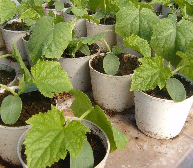 Cucumber seedlings