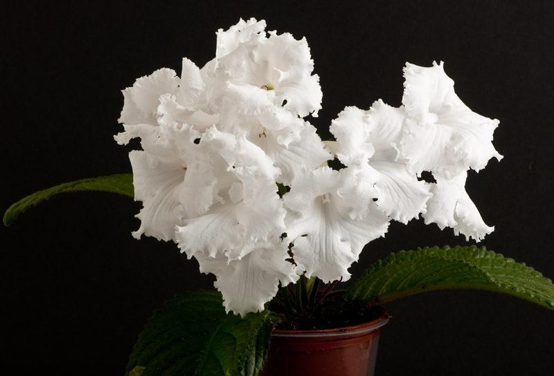Streptocarpus white