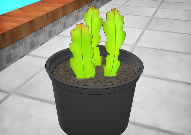 Cuttings