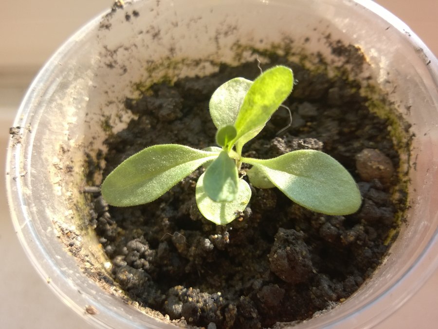 Calibracha Seed