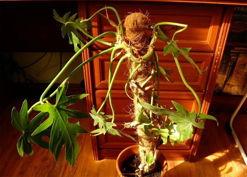 Philodendron on a support