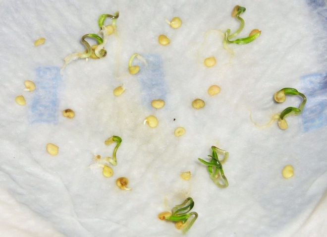 Soaking pepper seeds before planting