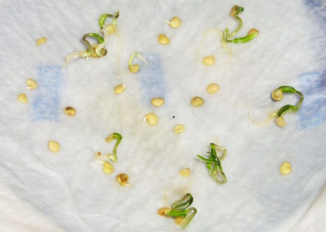 Seed soaking