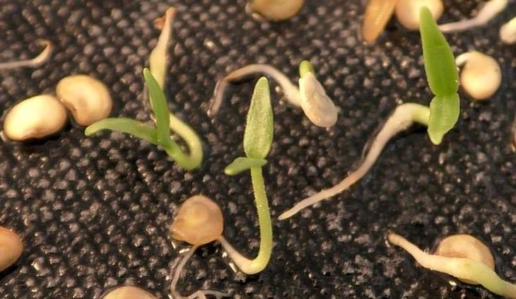 Seed germination