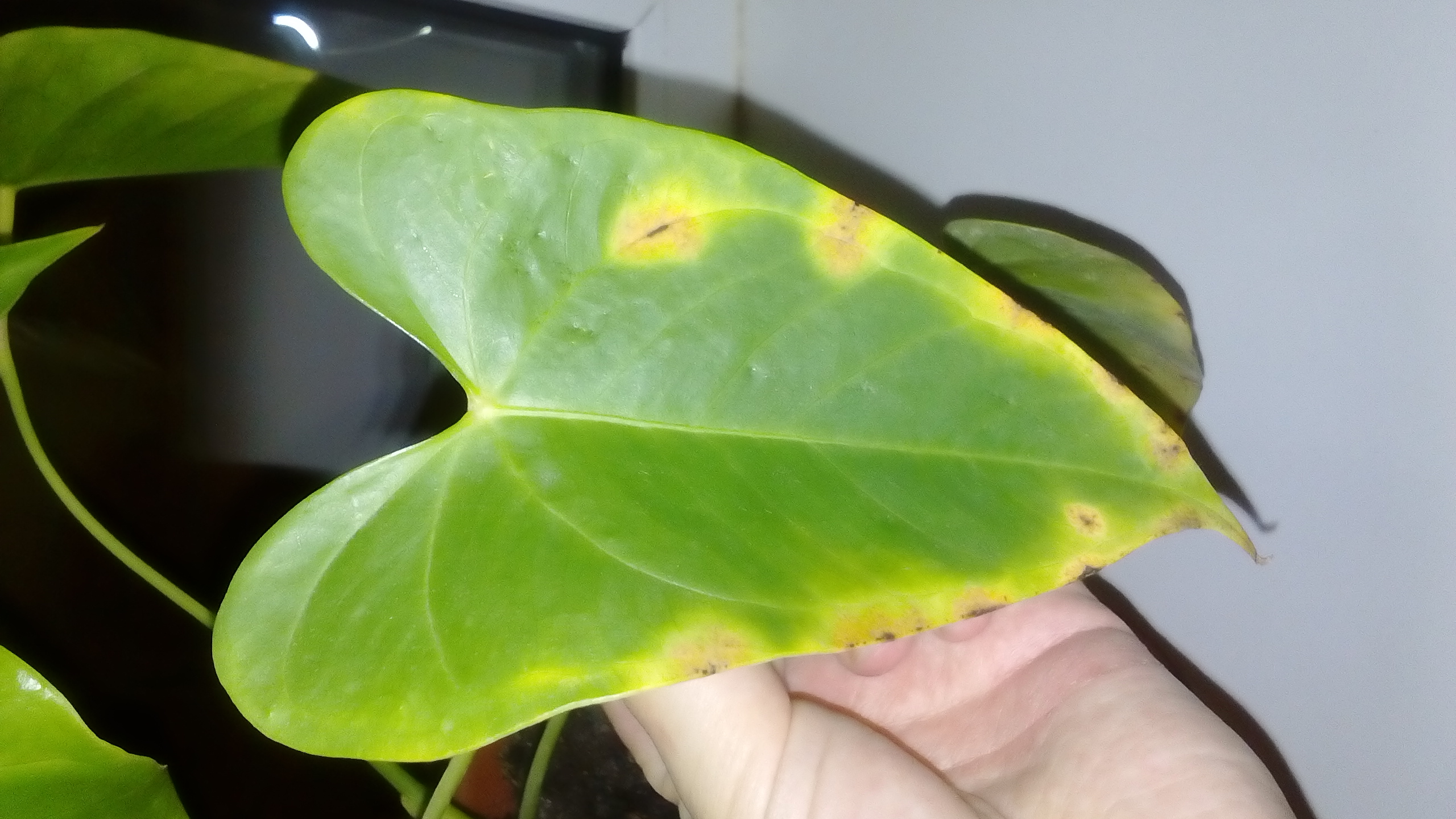 Yellowing leaves