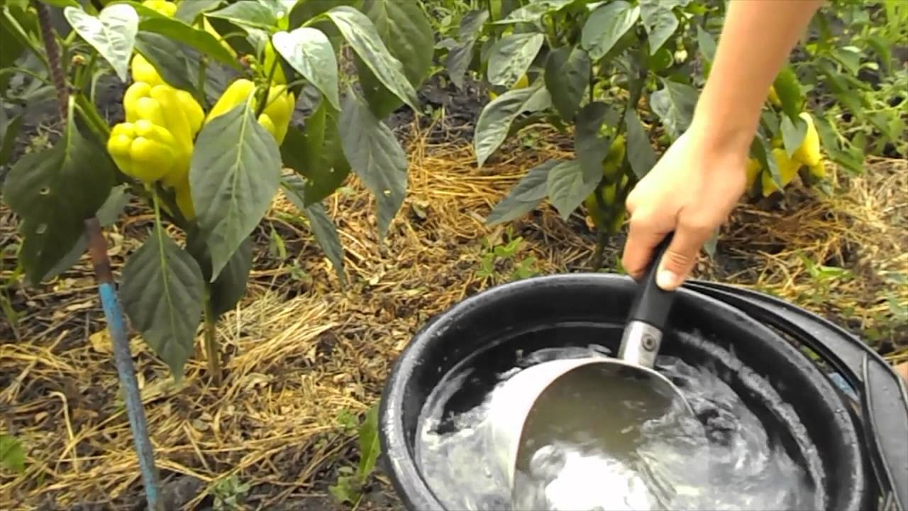 Watering