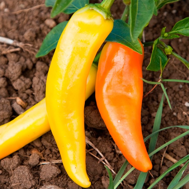 Hungarian yellow