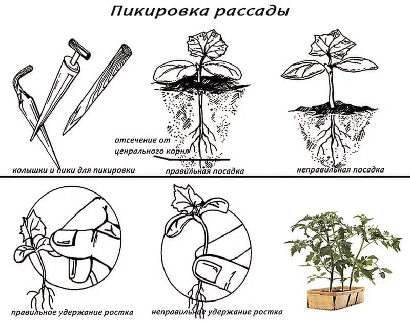 Picking seedlings