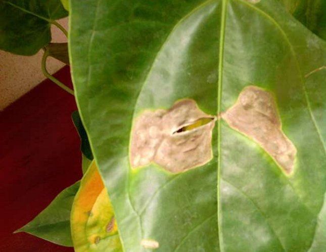 Stains on the leaves
