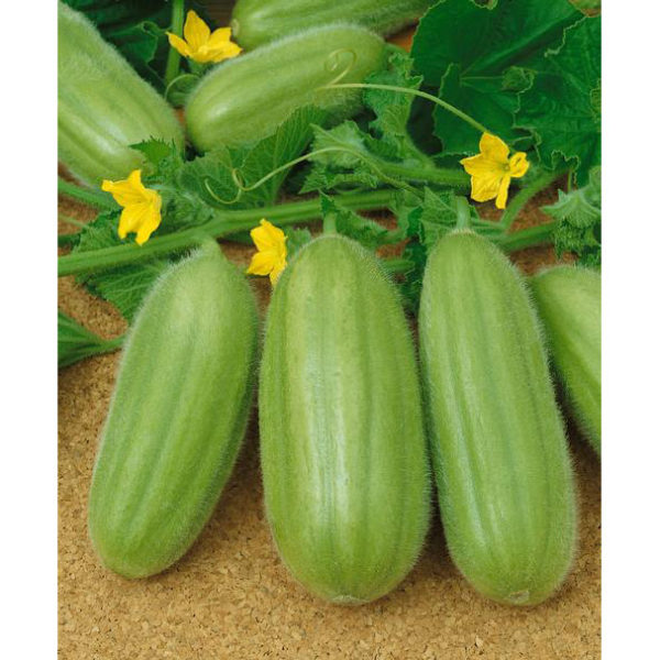 italian cucumbers