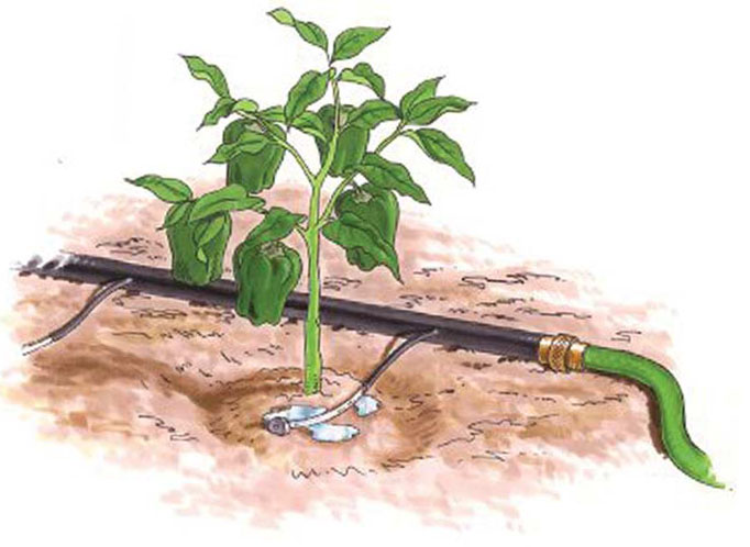 Watering pepper in a greenhouse