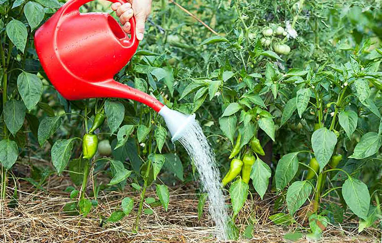 Watering