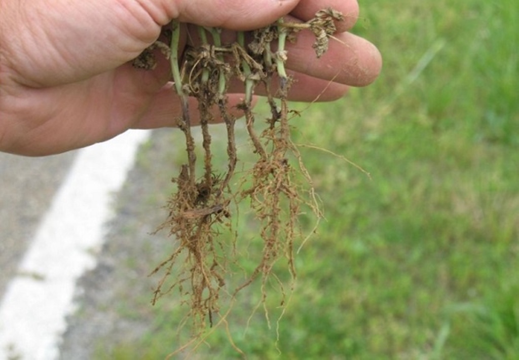 Root rot of cucumbers