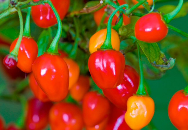 Trinidad small cherry