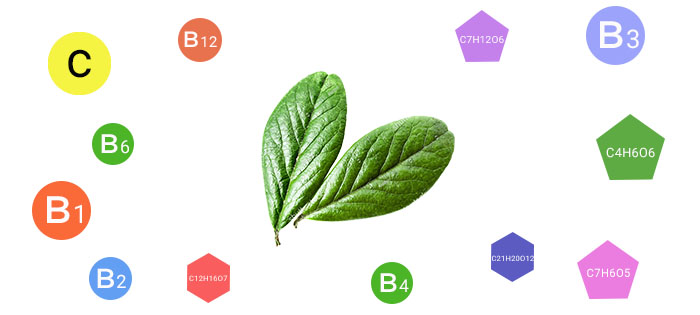 Vitamins in Lingonberry Leaves