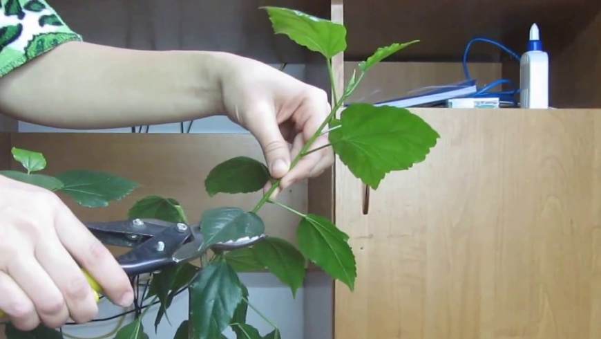 Hibiscus pruning