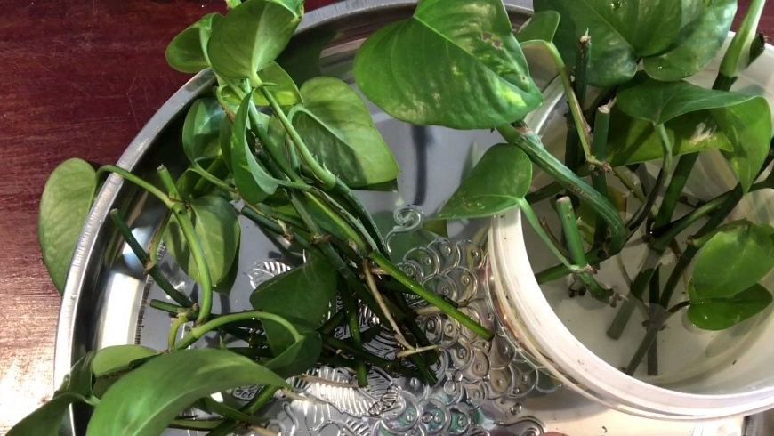 Reproduction and rooting of the scindapsus