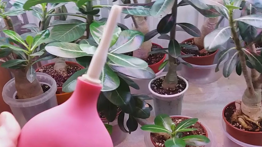 Watering
