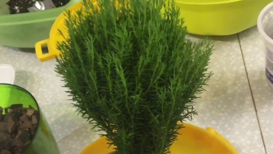 presađivanje