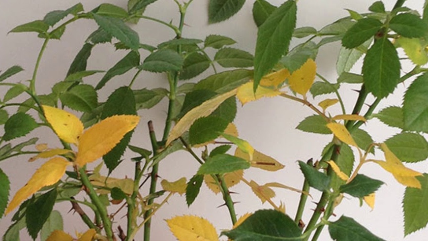 Yellowing leaves
