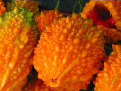 indian cucumber