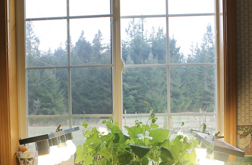 Seedling lighting