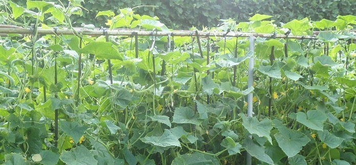 Cucumbers