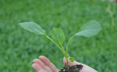 Chinese cabbage