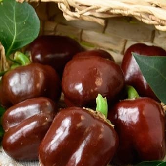 Sweet chocolate