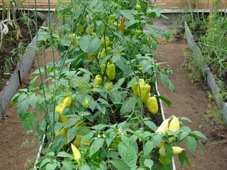 Growing pepper in a greenhouse