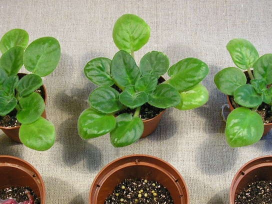 Prepared Transplant Pots