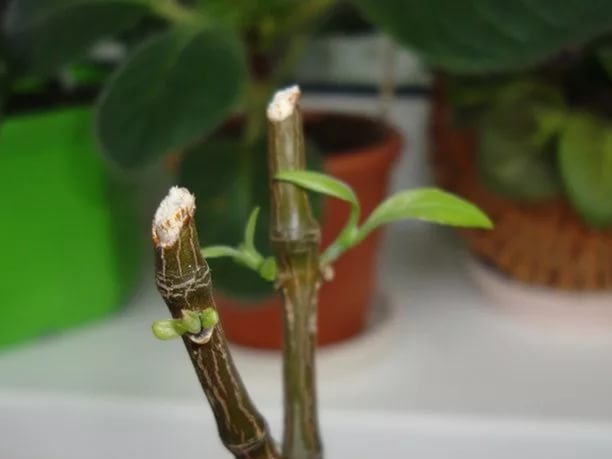 The first trimming of pachistachis