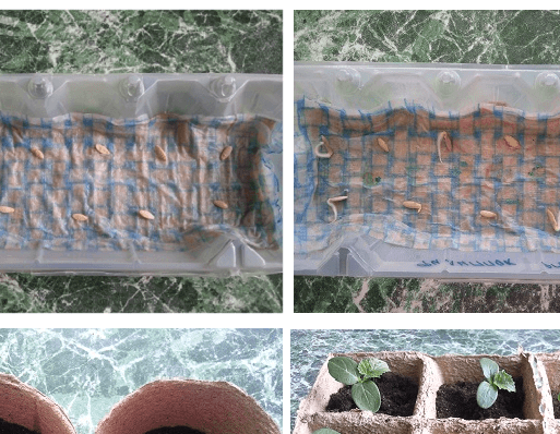 Seed preparation