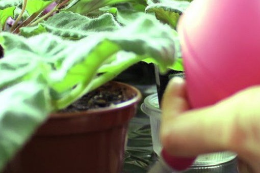 Watering